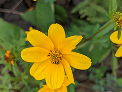 Bidens aristosa