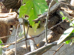 Camaroptera brachyura intercalata