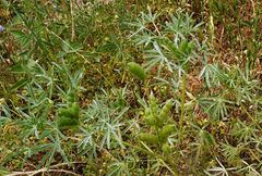 Lupinus angustifolius