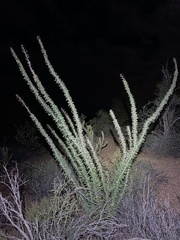 Fouquieria splendens