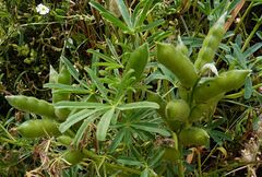 Lupinus angustifolius