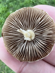 Agrocybe molesta