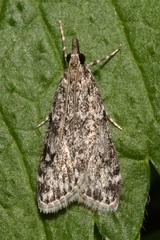 Eudonia truncicolella