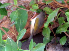Camaroptera brachyura intercalata