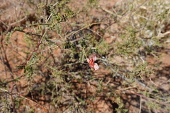 Indigofera heterotricha