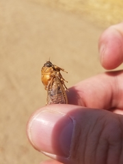 Clidophleps distanti