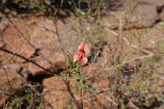 Indigofera heterotricha