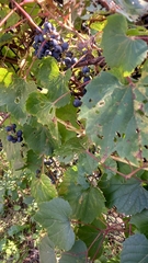 Ampelopsis glandulosa