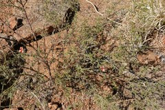 Indigofera heterotricha