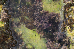 Ellisolandia elongata