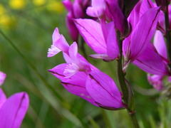 Polygala major