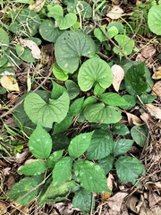 Petasites pyrenaicus