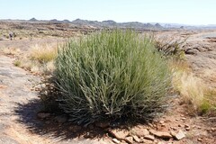 Euphorbia gregaria