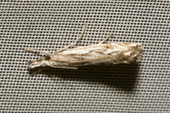 Catoptria falsella