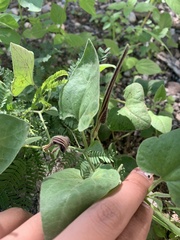 Aristolochia wrightii