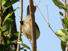 Camaroptera brachyura intercalata