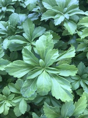 Pachysandra terminalis