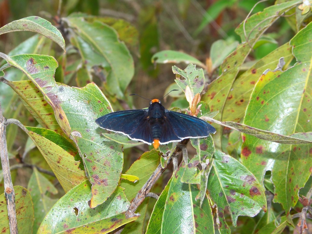 Red-headed Firetip