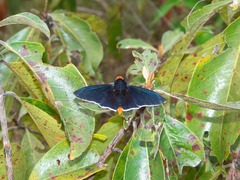 Pyrrhopyge zenodorus
