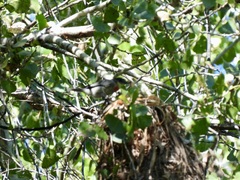 Pachyramphus aglaiae