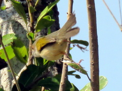 Camaroptera brachyura intercalata
