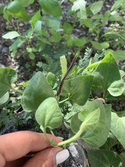 Aristolochia wrightii