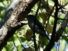 Pachyramphus aglaiae