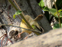 Camaroptera brachyura intercalata
