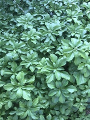 Pachysandra terminalis