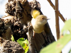Camaroptera brachyura intercalata