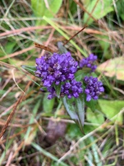 Gentianella quinquefolia