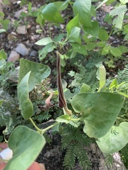 Aristolochia wrightii