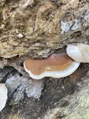 Ischnoderma resinosum