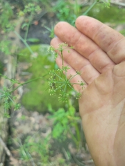 Apioideae
