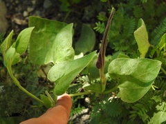 Aristolochia wrightii