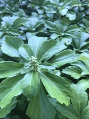 Pachysandra terminalis