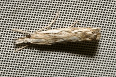 Catoptria falsella