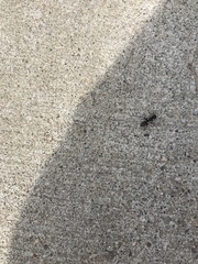 Camponotus pennsylvanicus