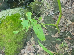 Apioideae