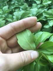 Pachysandra terminalis