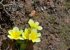 Moraea luteoalba