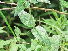 Eupatorium pilosum