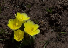 Moraea luteoalba