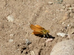 Copaeodes aurantiaca