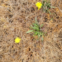 Crepis capillaris