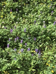 Lupinus latifolius