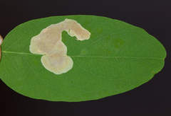 Chrysaster ostensackenella