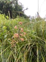 Anticlea occidentalis