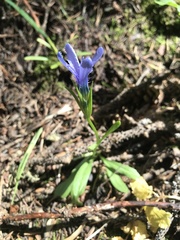 Gentianopsis barbellata