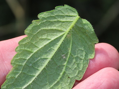Eupatorium pilosum